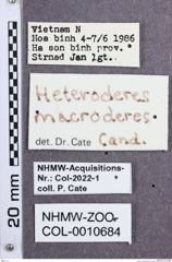 Etikette zu Heteroderes macroderes (NHMW-ZOO-COL-0010684)